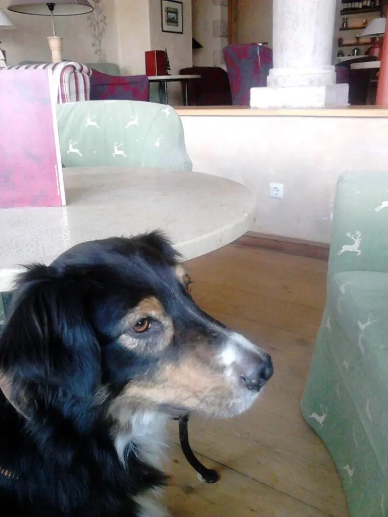 Condolence image of Renate mit Artax"Bubele" tief im Herzen