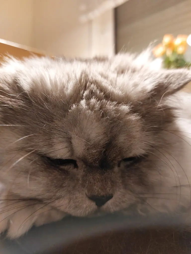 Condolence image of Mama Daniela für Linchen ❤️