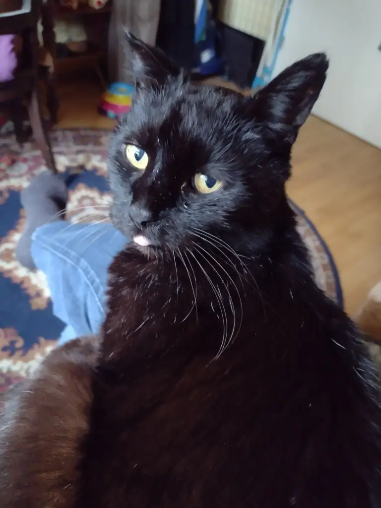 Condolence image of Corinna mit Emma, Pummelchen und anderen Sternleine im Herzen