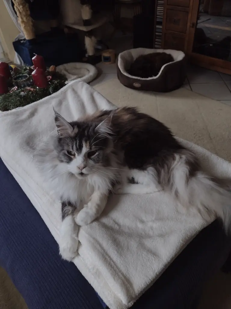 Condolence image of Corinna mit Emma, Pummelchen und anderen Sternlein im ❤️