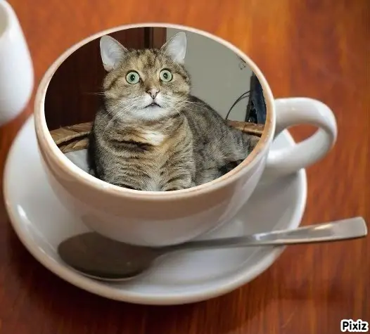 Condolence image of Tanja mit Timmy im Herzen