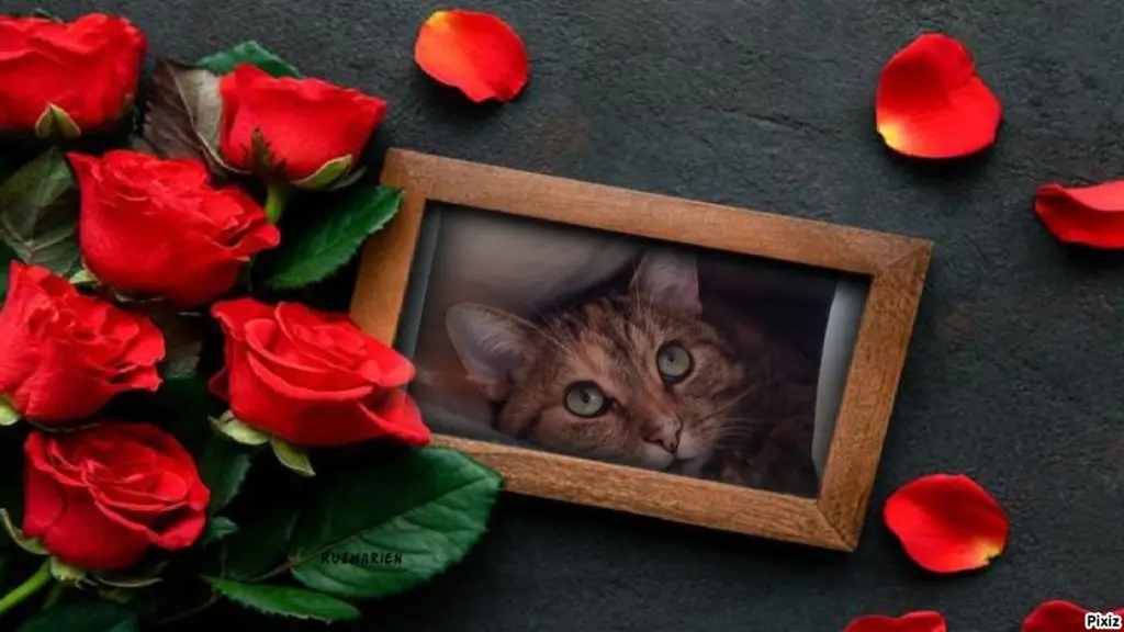 Condolence image of Patricia mit Bunny ❤️