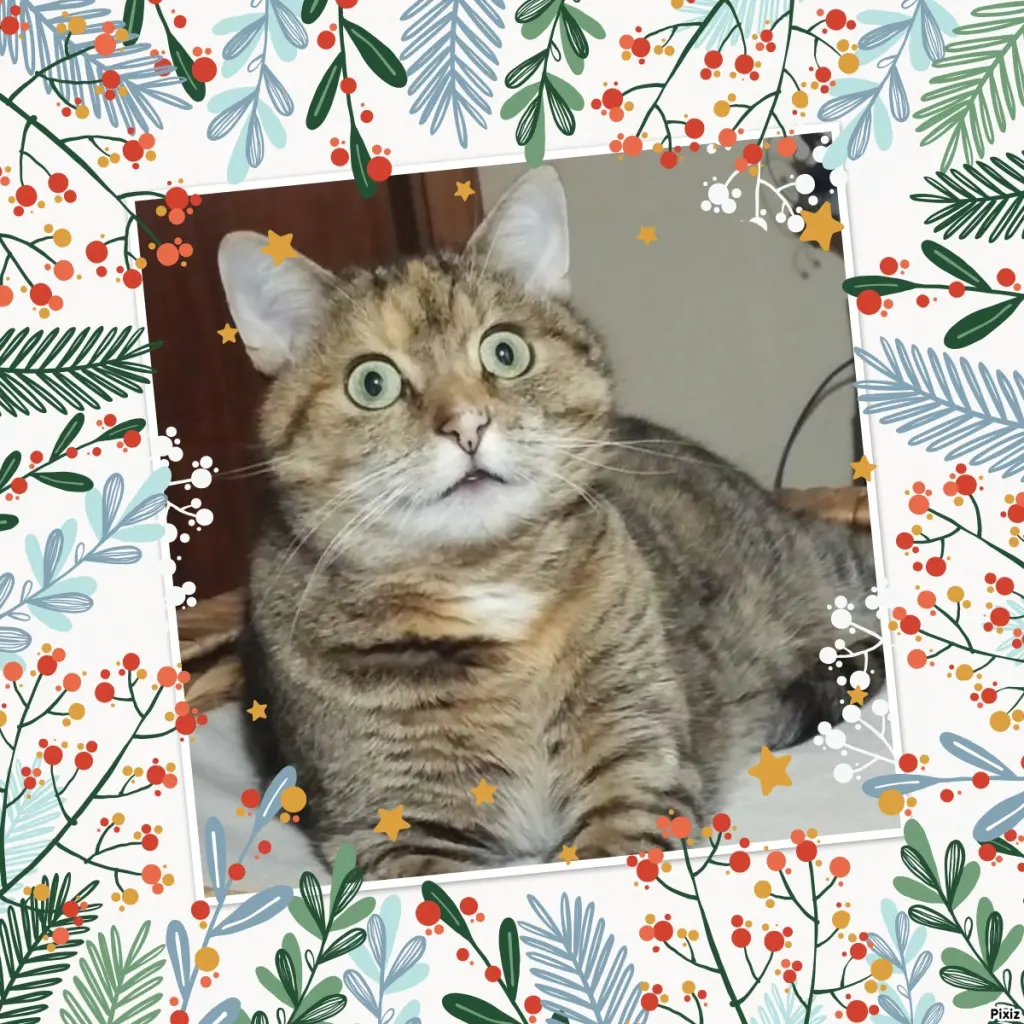 Condolence image of Tanja mit Timmy im Herzen