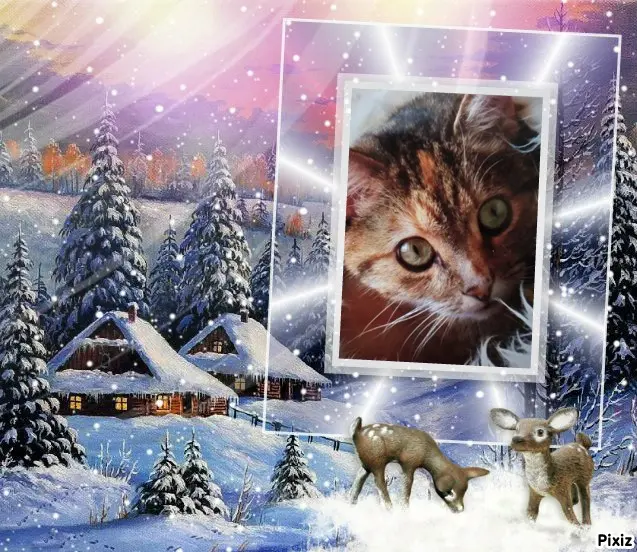 Condolence image of Für Dich kleines Sternchen Paulinchen ♥️