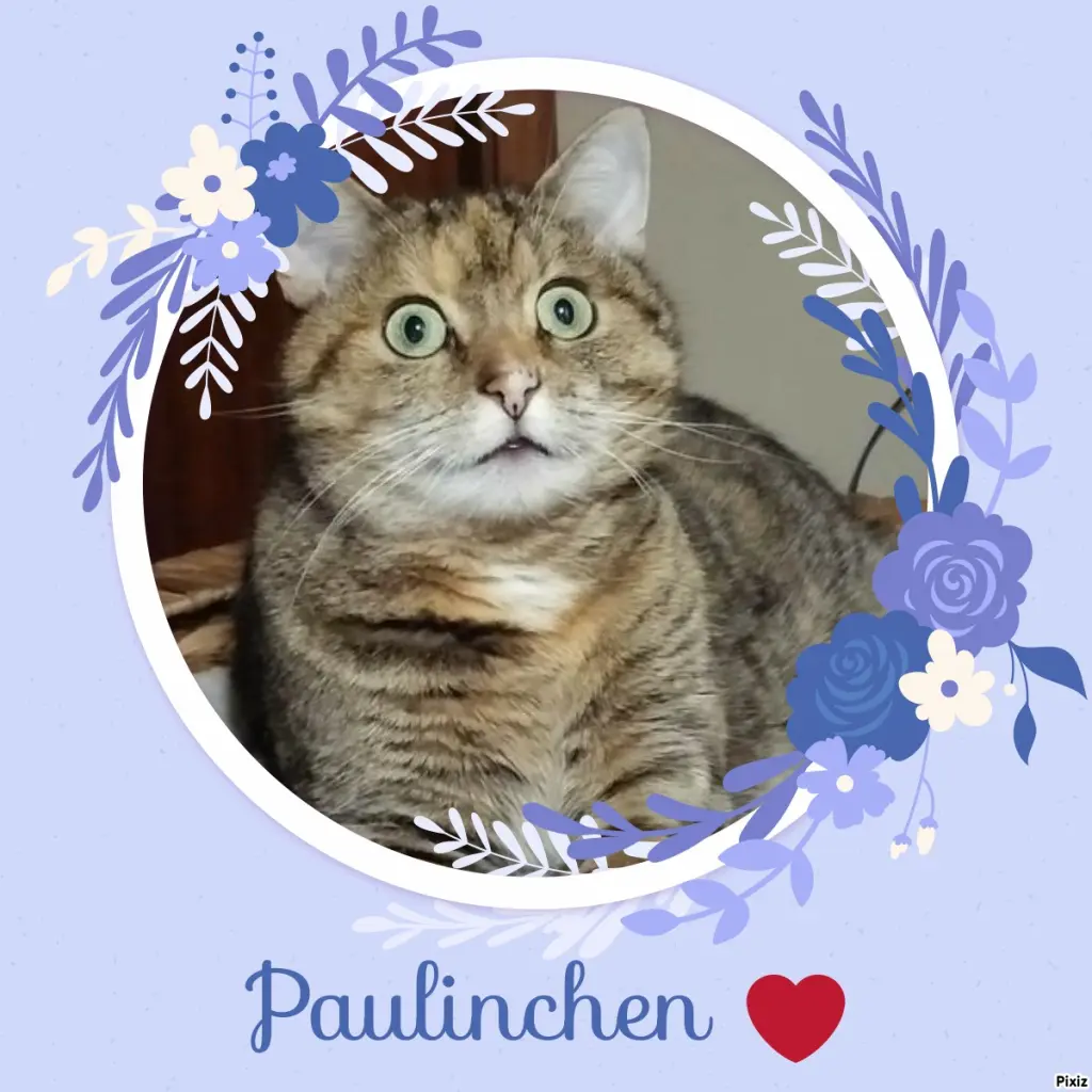 Condolence image of Tanja mit Timmy im Herzen