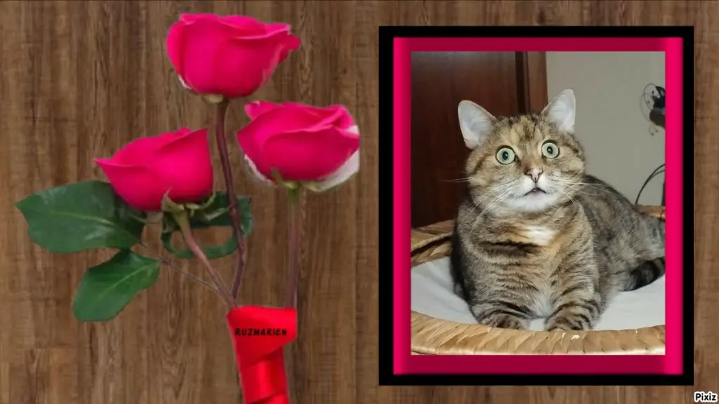 Condolence image of Tanja mit Timmy im Herzen