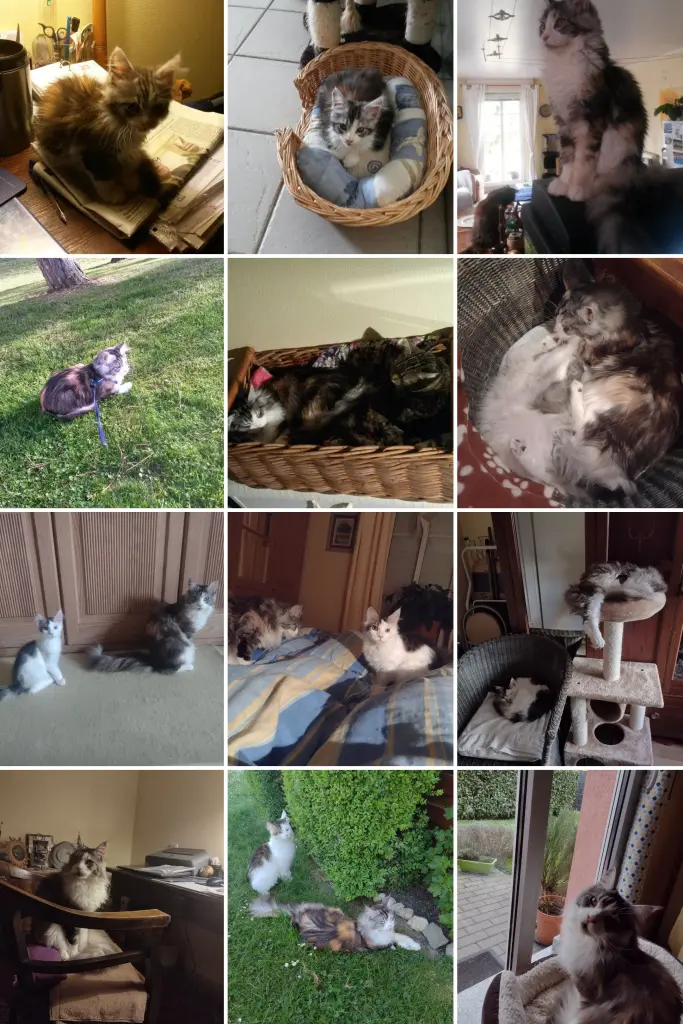 Condolence image of Corinna mit Emma, Pummelchen und anderen Sternlein im ❤️