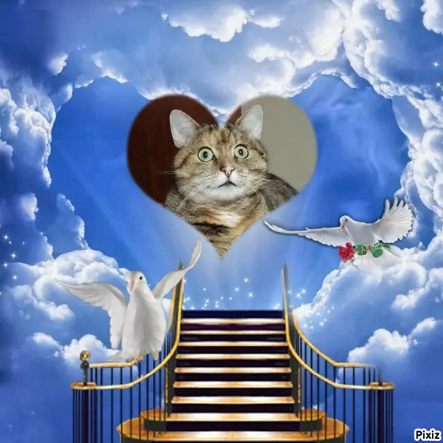 Condolence image of Tanja mit Timmy im Herzen