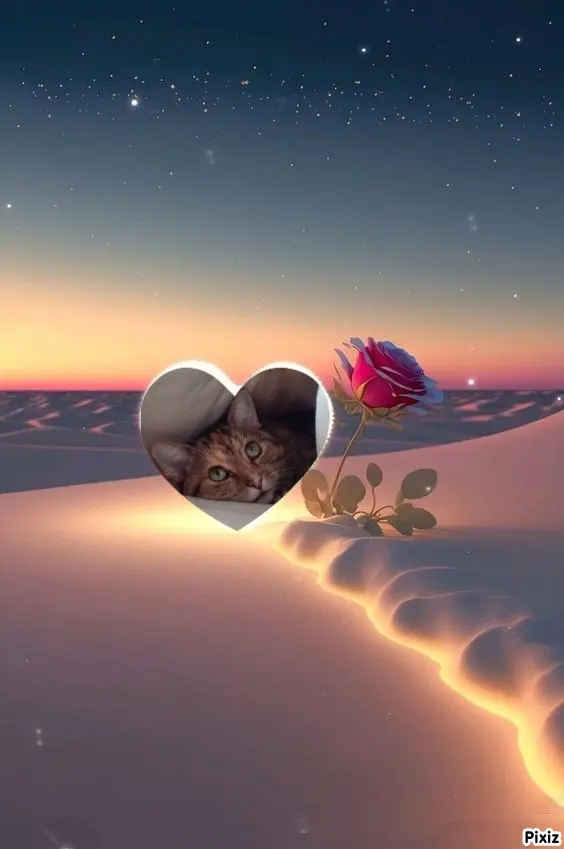 Condolence image of Sternchenpost ⭐