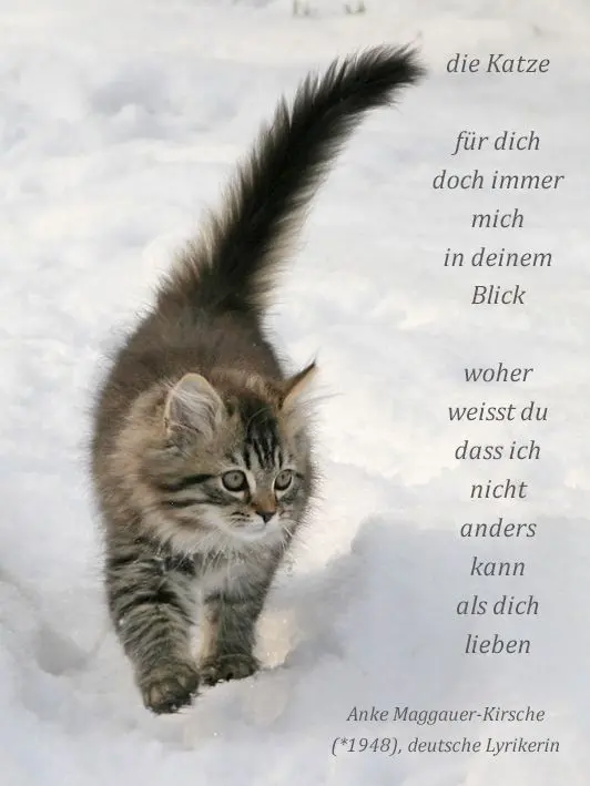 Condolence image of Katrin und Katzi im ❤️