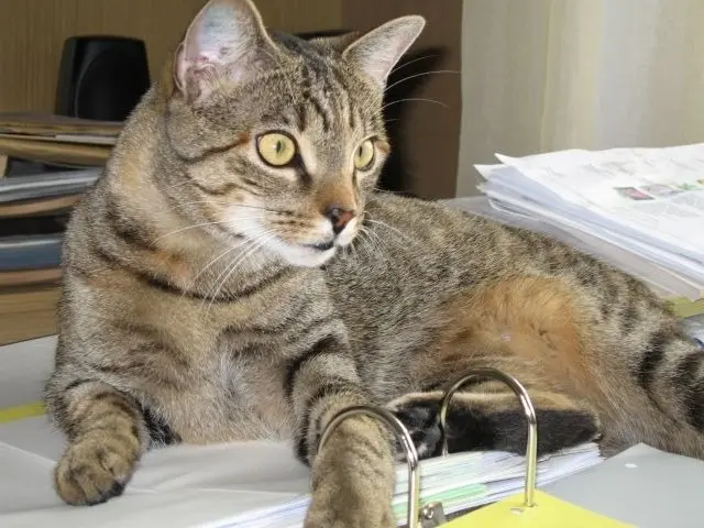 Condolence image of an Pauline