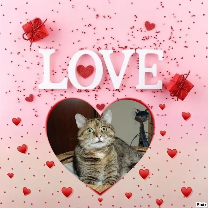 Condolence image of Tanja mit Timmy im Herzen