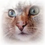 Condolence image of Marple an Pauline