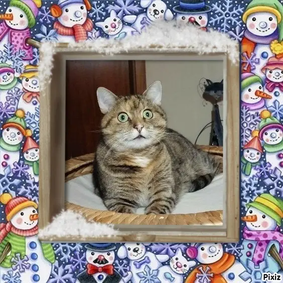 Condolence image of Tanja mit Timmy im Herzen