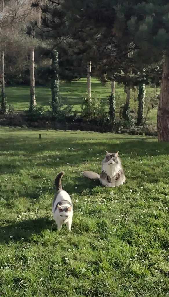 Condolence image of Corinna mit Emma, Pummelchen und anderen Sternlein im Herzen