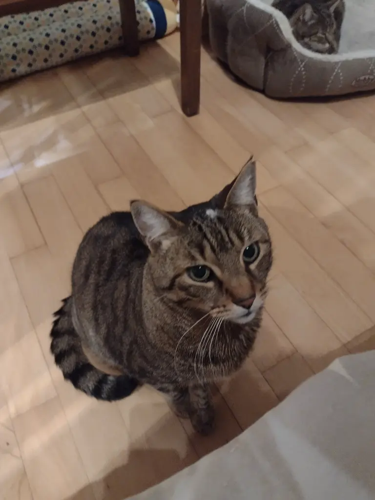 Condolence image of Tiggi