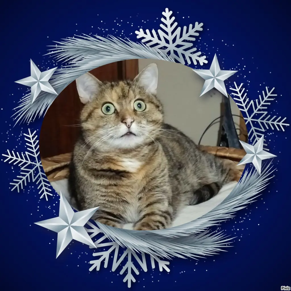 Condolence image of Tanja mit Timmy im Herzen