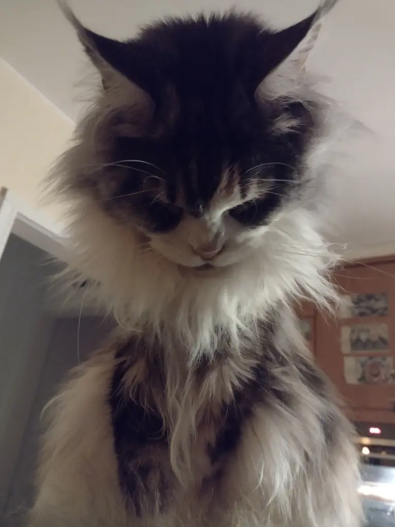 Condolence image of Corinna mit Emma, Pummelchen und anderen Sternlein im ❤️