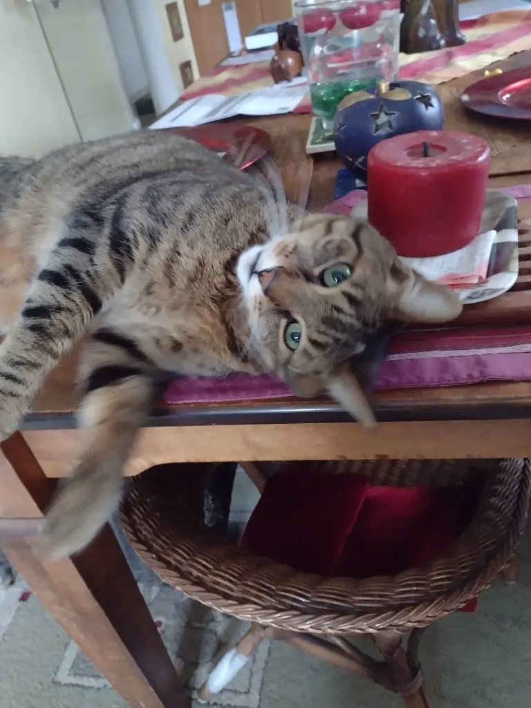 Condolence image of Corinna mit Emma, Pummelchen und anderen Sternlein im ❤️j