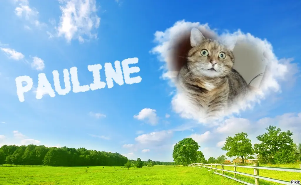 Condolence image of Tanja mit Timmy im Herzen