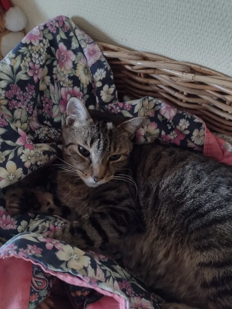 Condolence image of Corinna mit Emma, Pummelchen und anderen Sternlein im ❤️