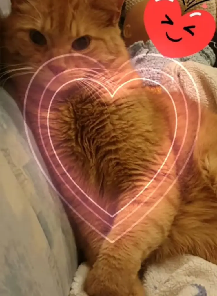 Condolence image of Daniela für Krümel ❤️