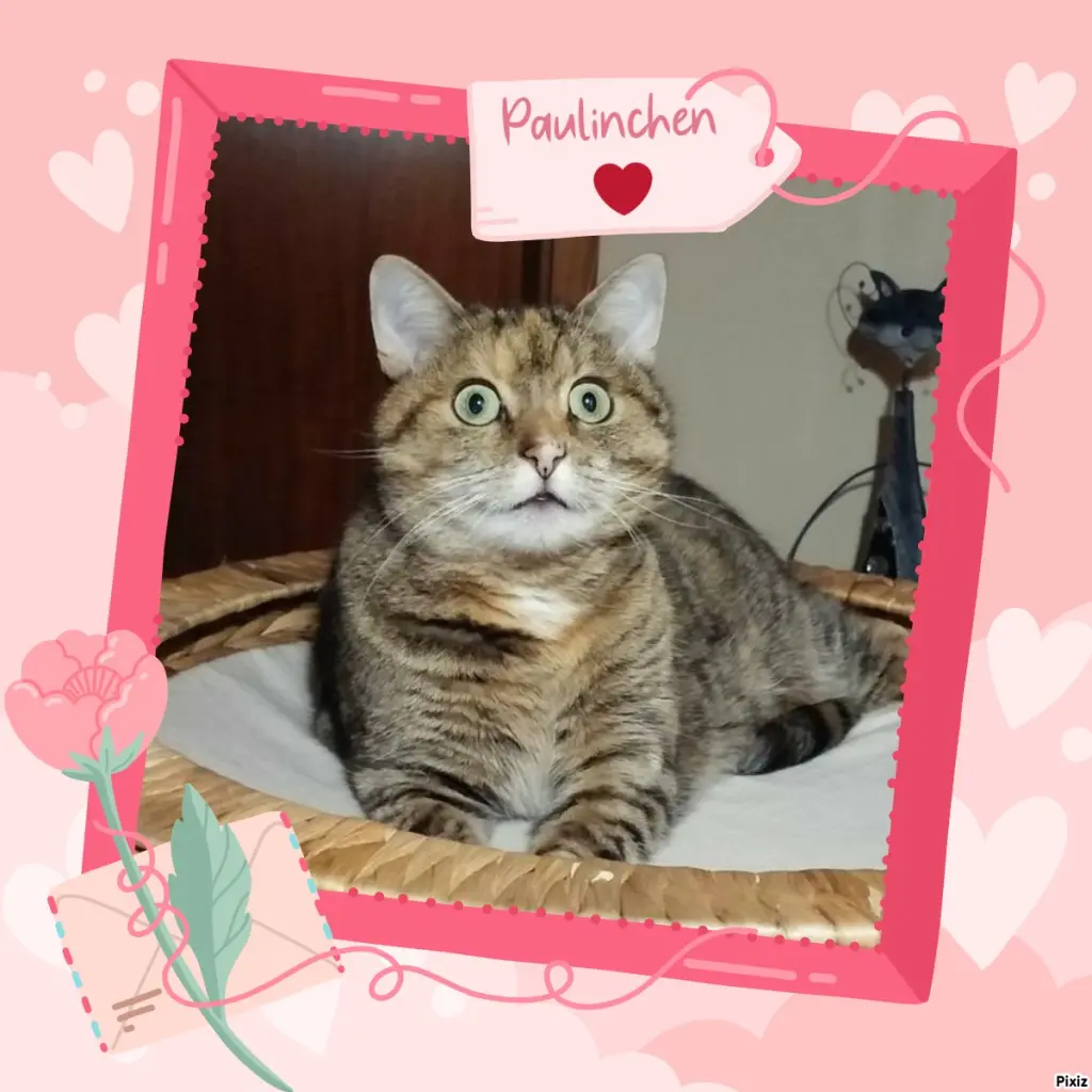 Condolence image of Tanja mit Timmy im Herzen