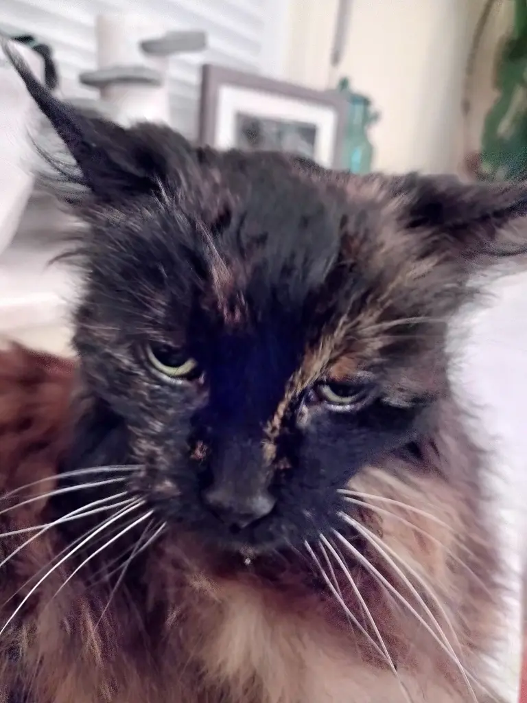 Condolence image of Corinna mit Emma, Pummelchen und anderen Sternleine im Herzen