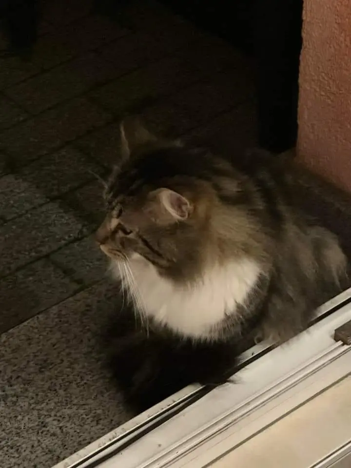 Condolence image of Corinna mit Emma, Pummelchen und anderen Sternleine im Herzen