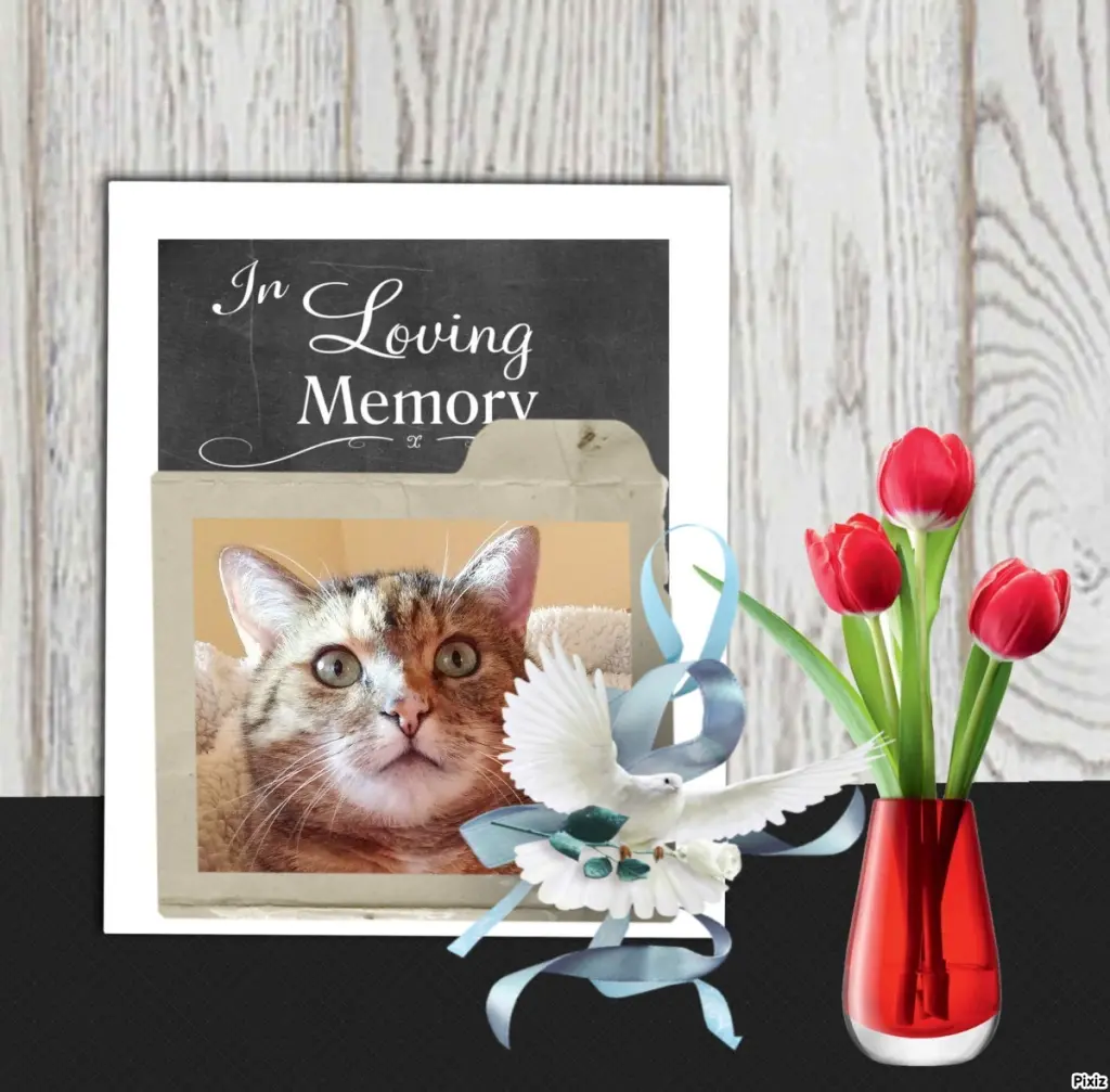 Condolence image of Patricia mit Bunny ❤️