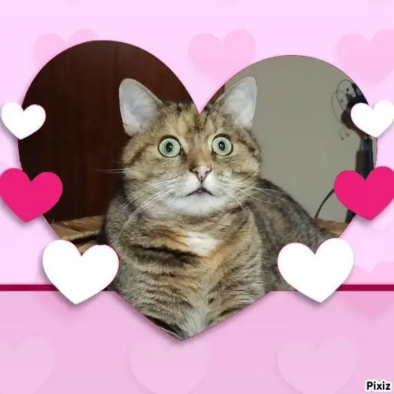 Condolence image of Tanja mit Timmy im Herzen