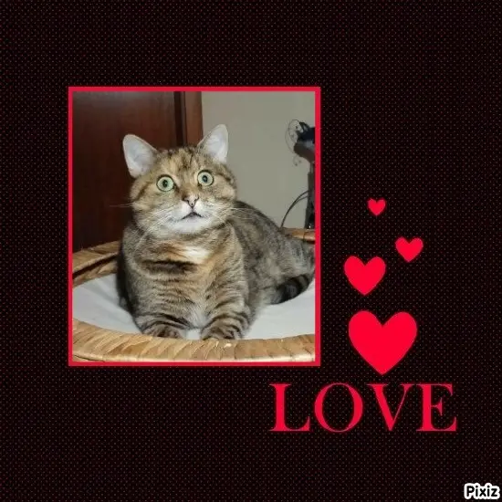 Condolence image of Tanja mit Timmy im Herzen