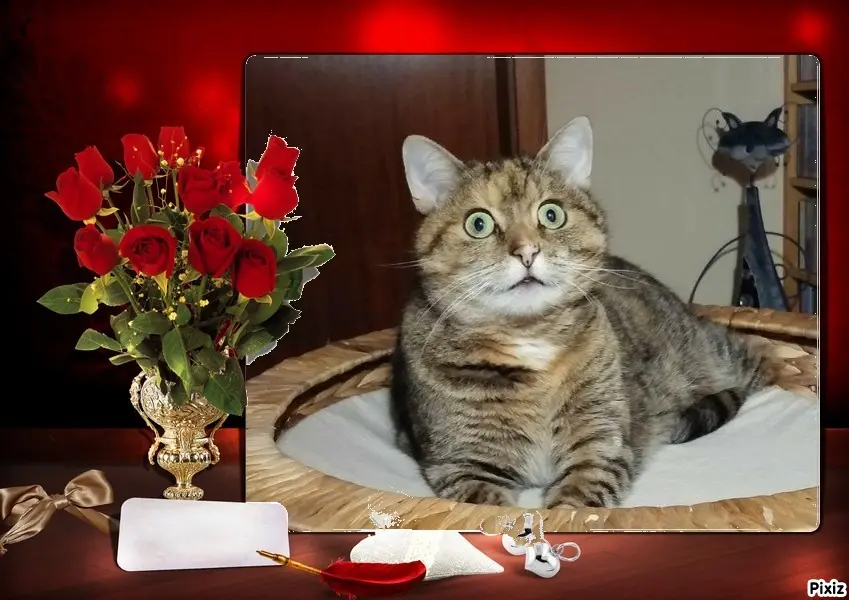 Condolence image of Tanja mit Timmy im Herzen