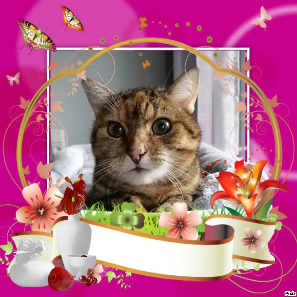 Condolence image of Sternchenpost ⭐