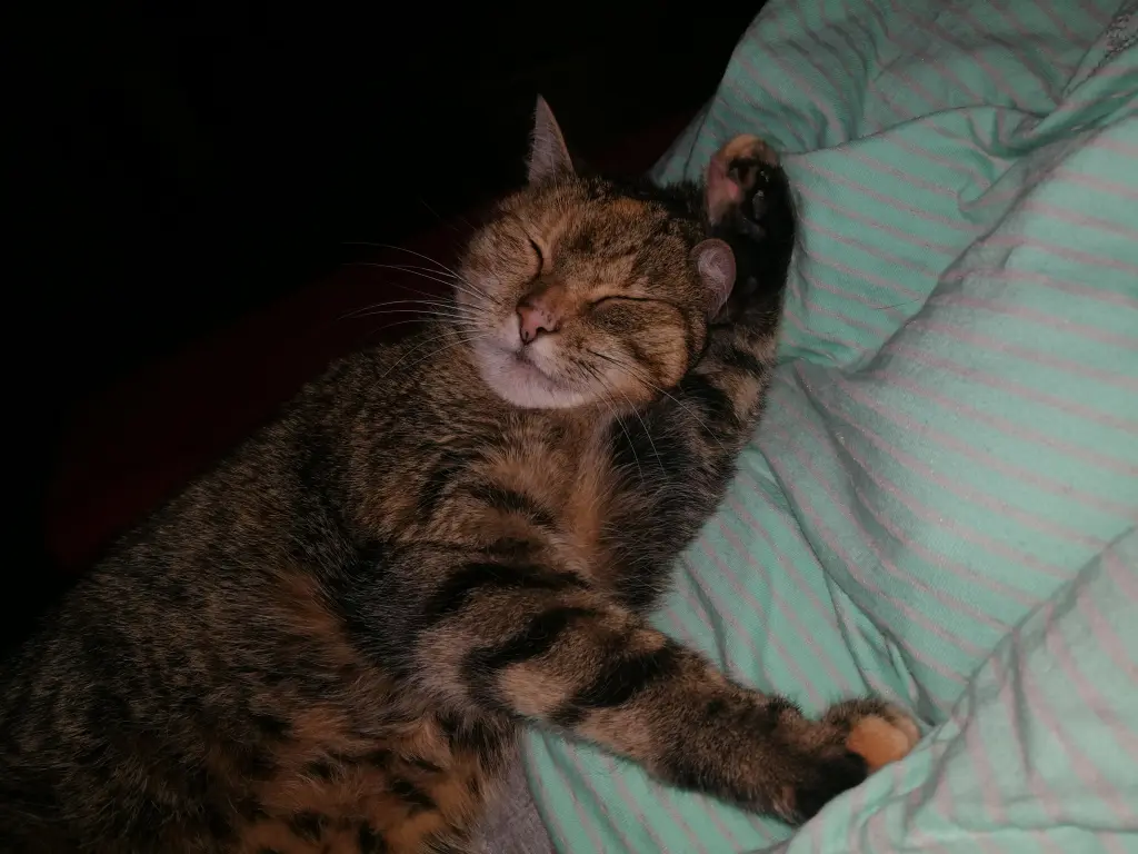 Condolence image of Daniela an mein kleines Fellkind Pauline ❤️