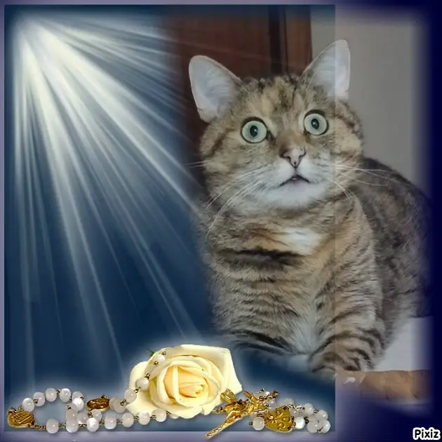 Condolence image of Tanja mit Timmy im Herzen