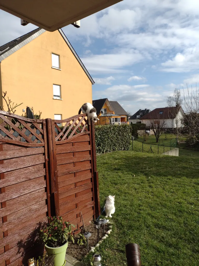 Condolence image of Corinna mit Emma, Pummelchen und anderen Sternlein im ❤️