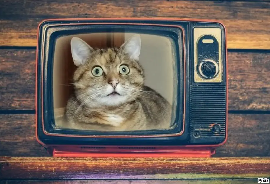 Condolence image of Tanja mit Timmy im Herzen