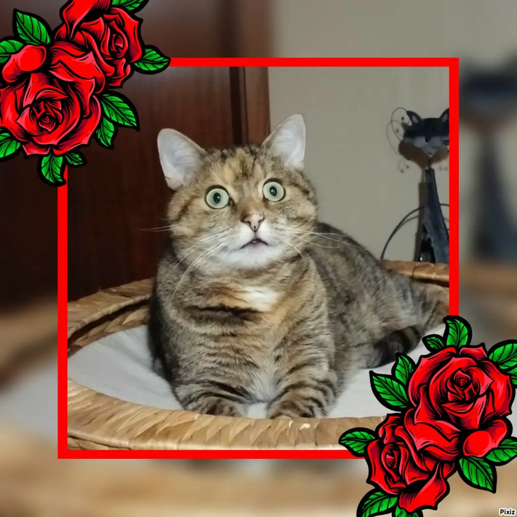 Condolence image of Tanja mit Timmy im Herzen