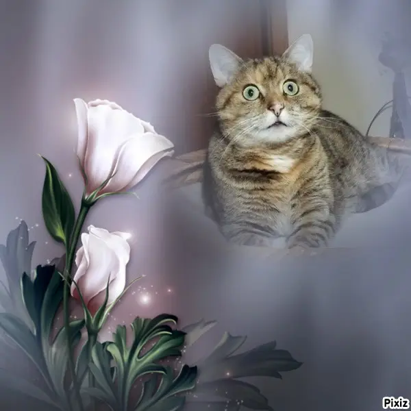 Condolence image of Tanja mit Timmy im Herzen