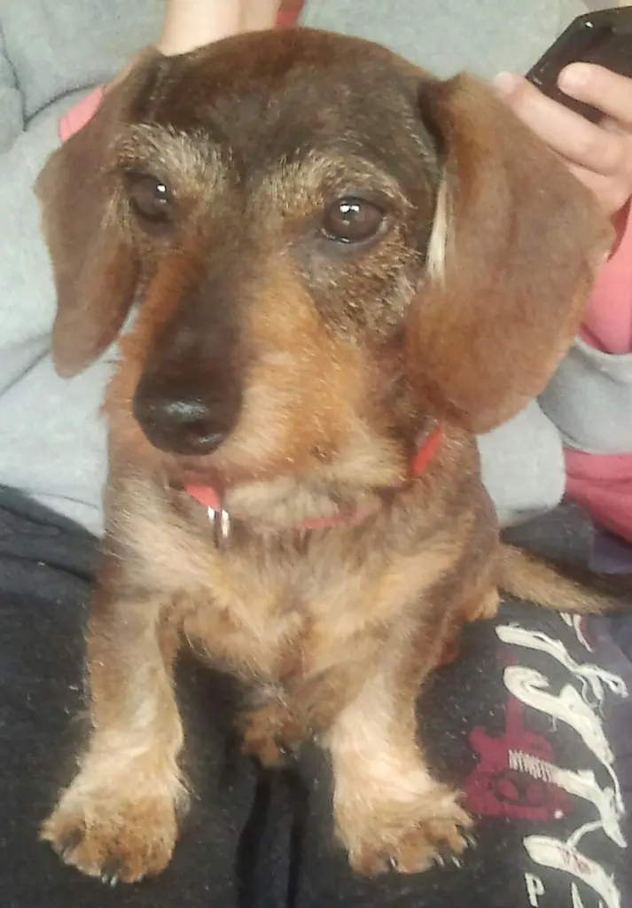 Condolence image of Daniela an Paulinchen und Yula ❤️