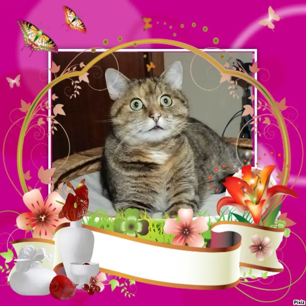 Condolence image of Tanja mit Timmy im Herzen