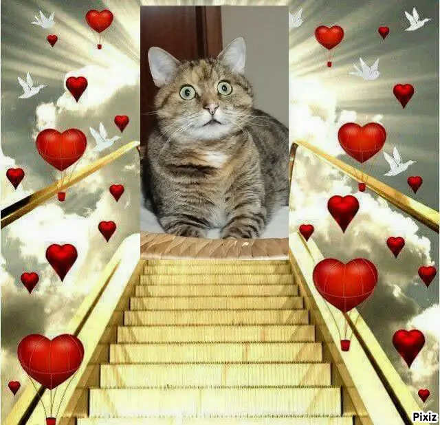 Condolence image of Tanja mit Timmy im Herzen