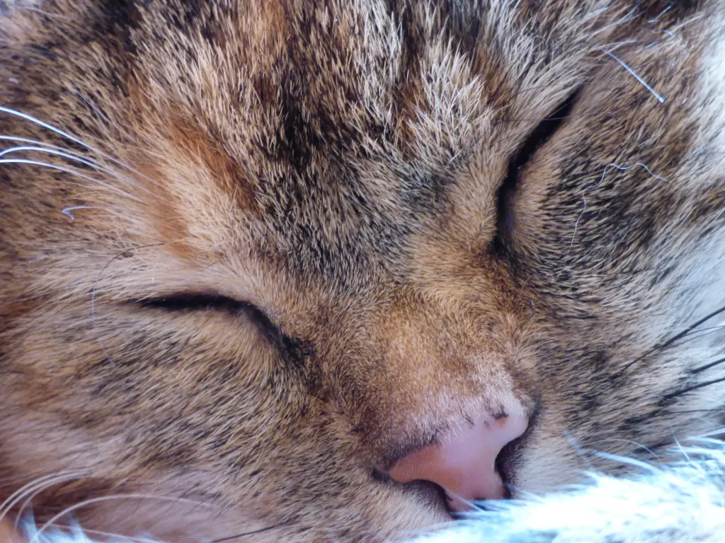 Condolence image of Für mein Paulinchen Sonnenschein ❤️