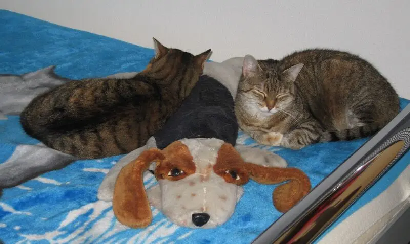 Condolence image of Marple und Christie an Pauline