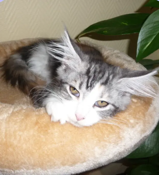 Condolence image of Corinna mit Emma, Pummelchen und anderen Sternleine im Herzen