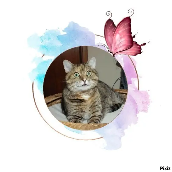 Condolence image of Tanja mit Timmy im Herzen