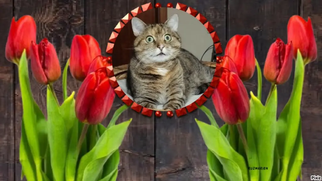 Condolence image of Tanja mit Timmy im Herzen