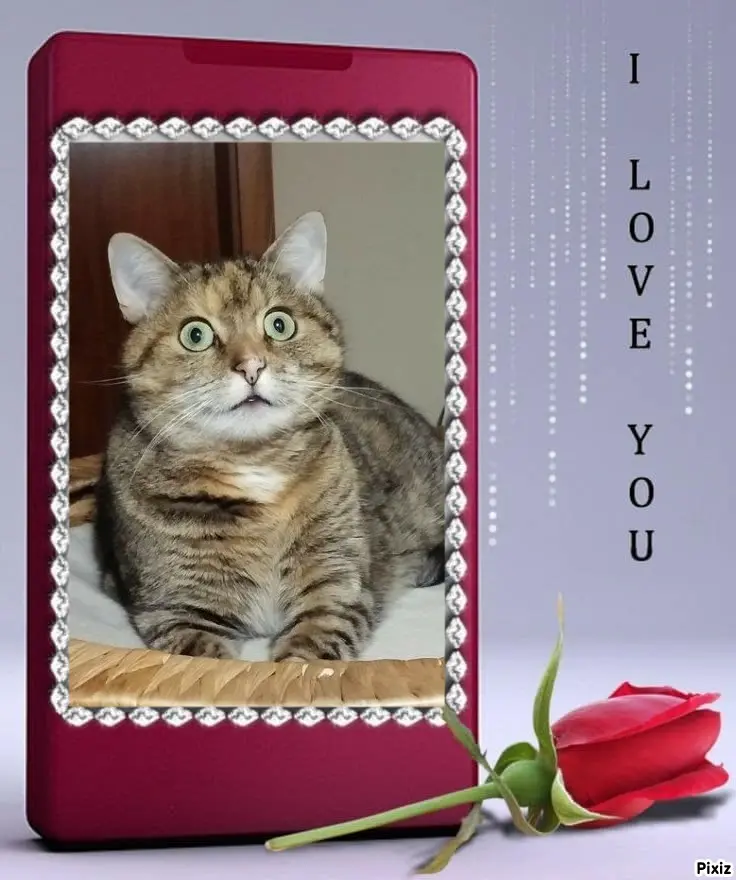 Condolence image of Tanja mit Timmy im Herzen