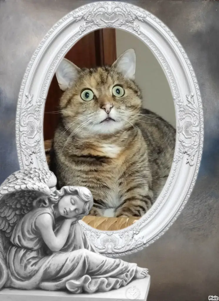 Condolence image of Tanja mit Timmy im Herzen